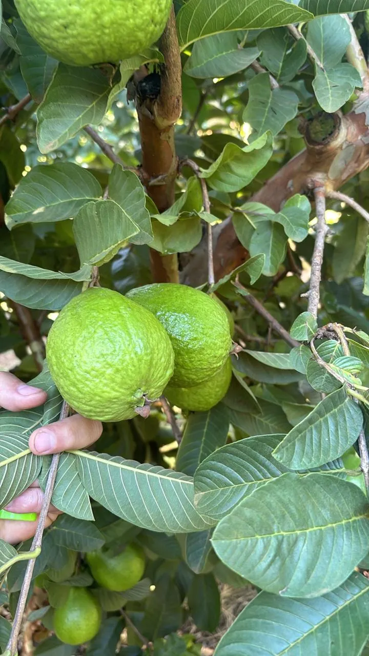 Abacate e Goiaba DFrasson