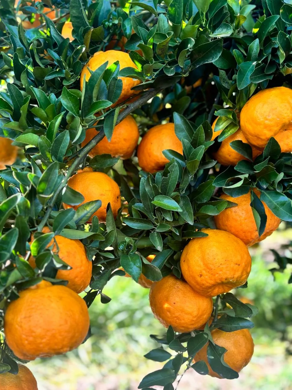 Tangerinas