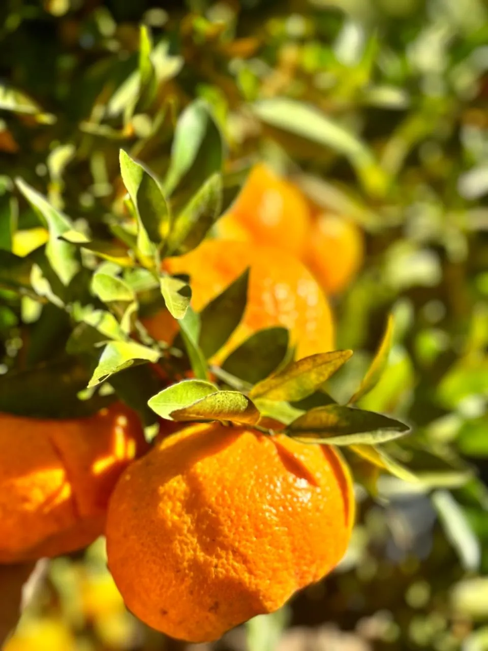Tangerinas DFrasson